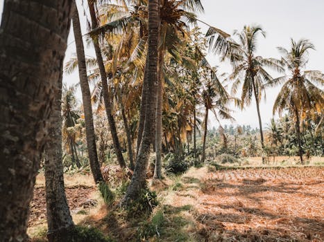 Comorian Coconut Rice Recipe — How to Make It